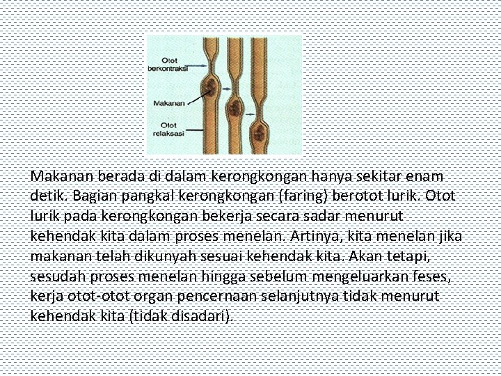 Makanan berada di dalam kerongkongan hanya sekitar enam detik. Bagian pangkal kerongkongan (faring) berotot