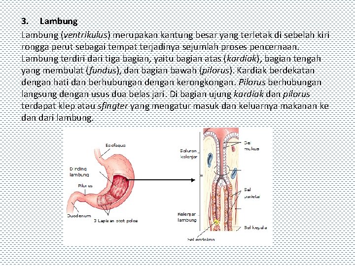 3. Lambung (ventrikulus) merupakan kantung besar yang terletak di sebelah kiri rongga perut sebagai