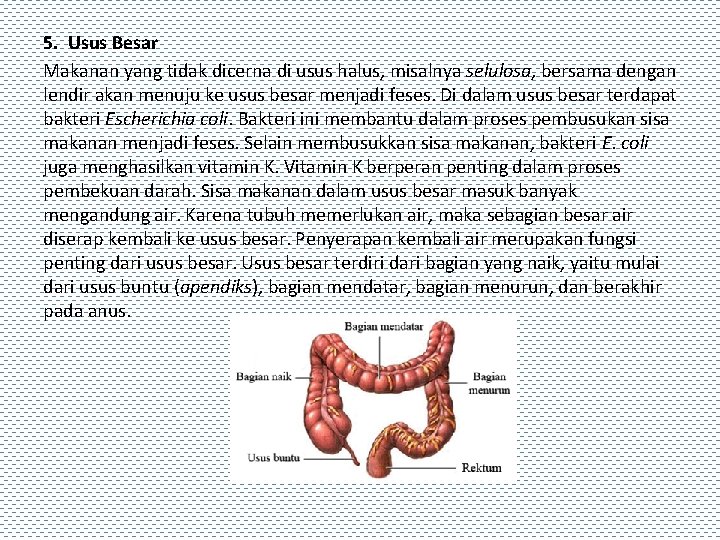 5. Usus Besar Makanan yang tidak dicerna di usus halus, misalnya selulosa, bersama dengan