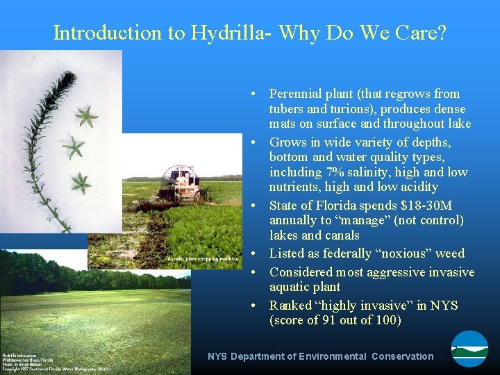 Introduction to Hydrilla- Why Do We Care? • Perennial plant (that regrows from tubers