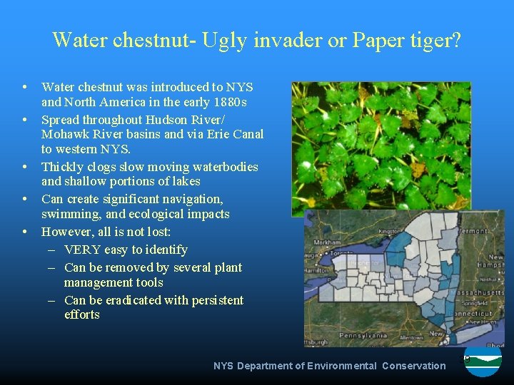 Water chestnut- Ugly invader or Paper tiger? • • • Water chestnut was introduced