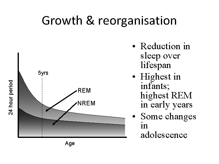 Growth & reorganisation 24 hour period 5 yrs REM NREM Age • Reduction in