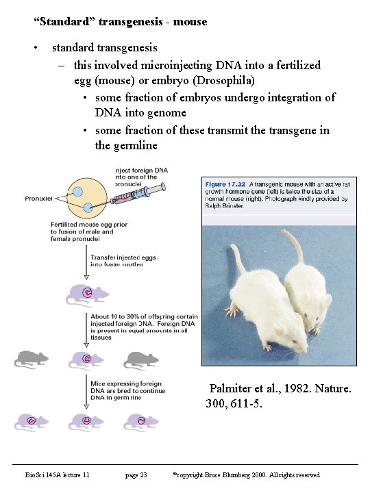 “Standard” transgenesis - mouse • standard transgenesis – this involved microinjecting DNA into a