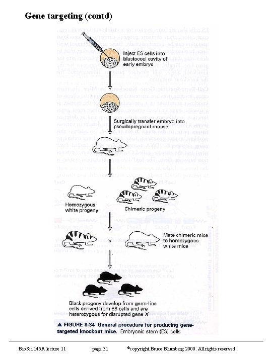 Gene targeting (contd) Bio. Sci 145 A lecture 11 page 31 ©copyright Bruce Blumberg