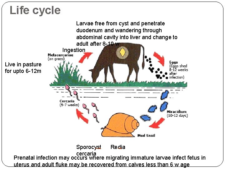 Life cycle Larvae free from cyst and penetrate duodenum and wandering through abdominal cavity