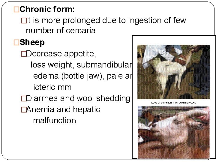 �Chronic form: �It is more prolonged due to ingestion of few number of cercaria