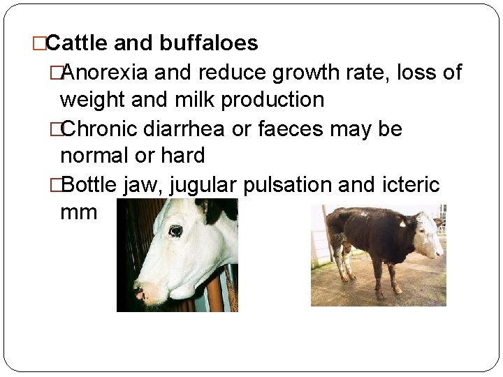 �Cattle and buffaloes �Anorexia and reduce growth rate, loss of weight and milk production