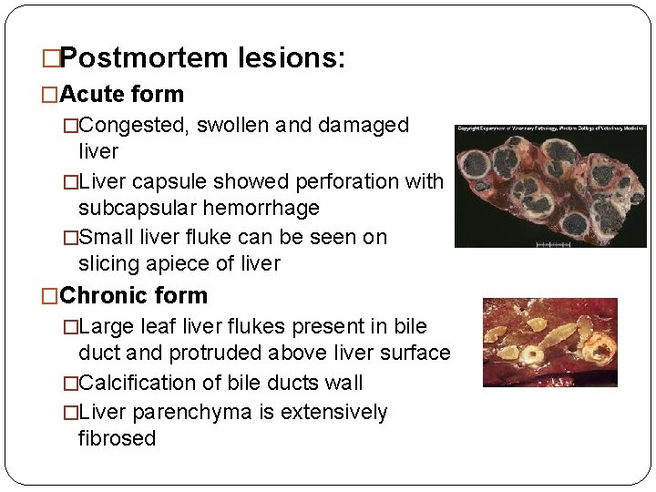 �Postmortem lesions: �Acute form �Congested, swollen and damaged liver �Liver capsule showed perforation with