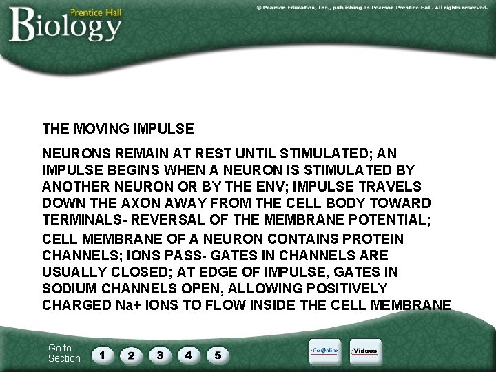 THE MOVING IMPULSE NEURONS REMAIN AT REST UNTIL STIMULATED; AN IMPULSE BEGINS WHEN A