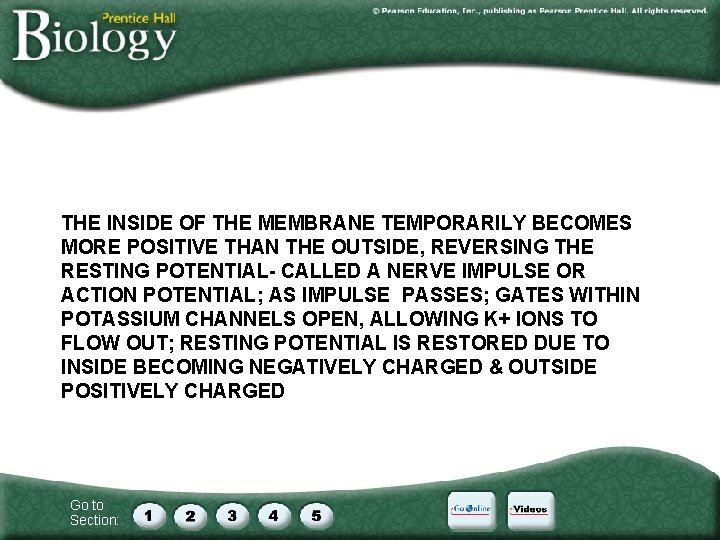 THE INSIDE OF THE MEMBRANE TEMPORARILY BECOMES MORE POSITIVE THAN THE OUTSIDE, REVERSING THE