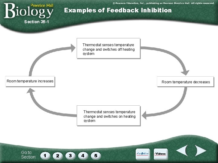Examples of Feedback Inhibition Section 35 -1 Thermostat senses temperature change and switches off