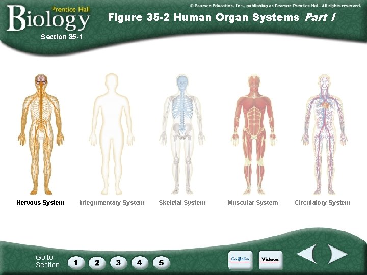 Figure 35 -2 Human Organ Systems Part I Section 35 -1 Nervous System Go