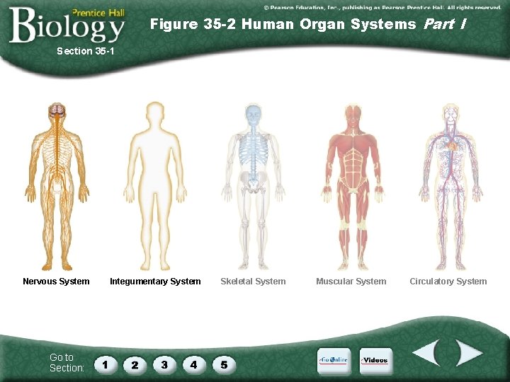 Figure 35 -2 Human Organ Systems Part I Section 35 -1 Nervous System Go