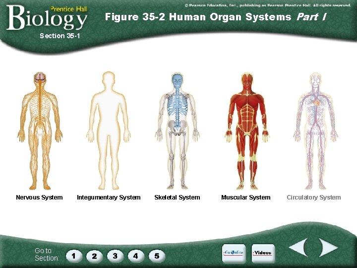 Figure 35 -2 Human Organ Systems Part I Section 35 -1 Nervous System Go