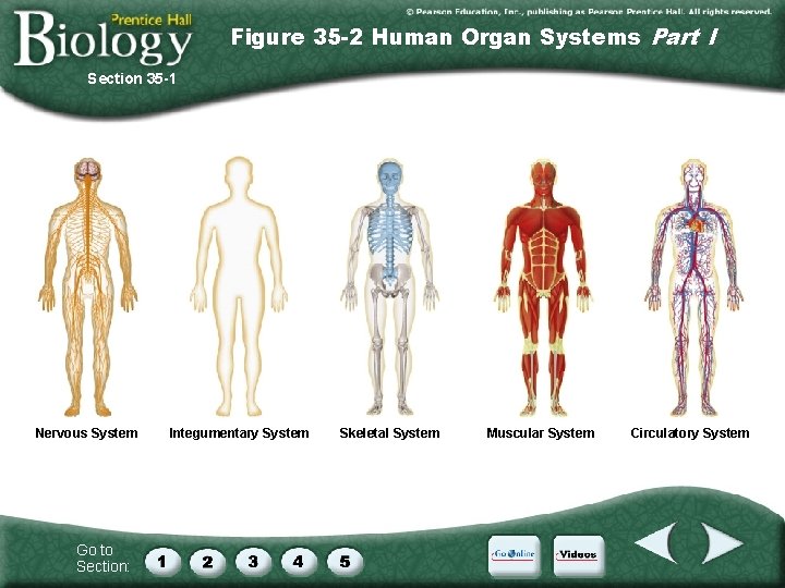 Figure 35 -2 Human Organ Systems Part I Section 35 -1 Nervous System Go