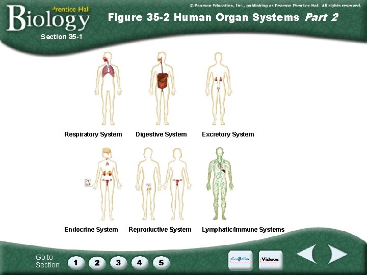 Figure 35 -2 Human Organ Systems Part 2 Section 35 -1 Respiratory System Endocrine