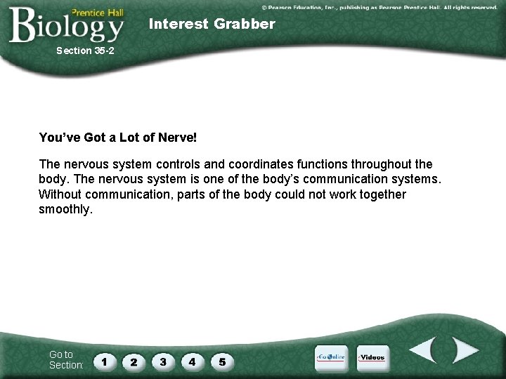 Interest Grabber Section 35 -2 You’ve Got a Lot of Nerve! The nervous system