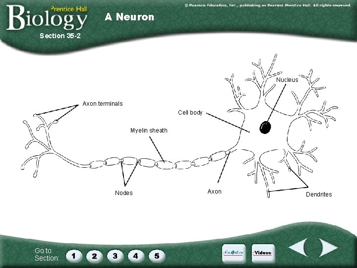 A Neuron Section 35 -2 Nucleus Axon terminals Cell body Myelin sheath Nodes Go