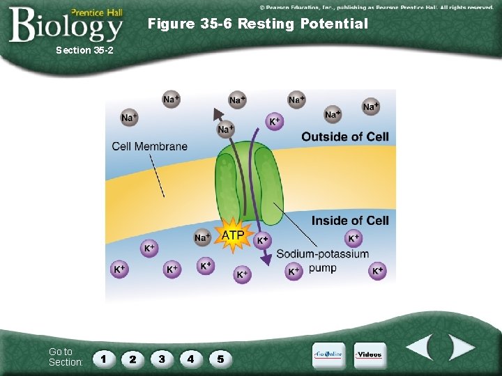 Figure 35 -6 Resting Potential Section 35 -2 Go to Section: 