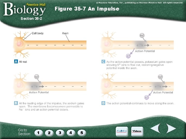 Figure 35 -7 An Impulse Section 35 -2 Go to Section: 