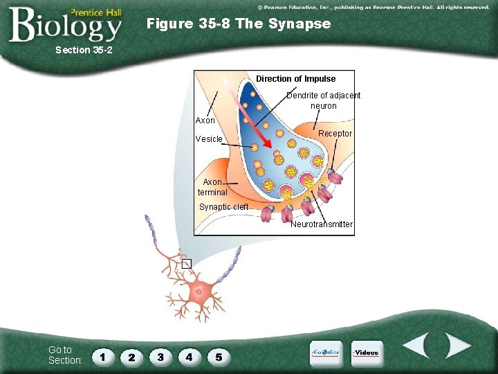 Figure 35 -8 The Synapse Section 35 -2 Direction of Impulse Dendrite of adjacent