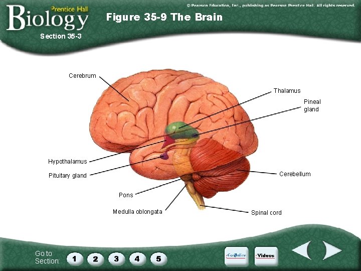 Figure 35 -9 The Brain Section 35 -3 Cerebrum Thalamus Pineal gland Hypothalamus Cerebellum