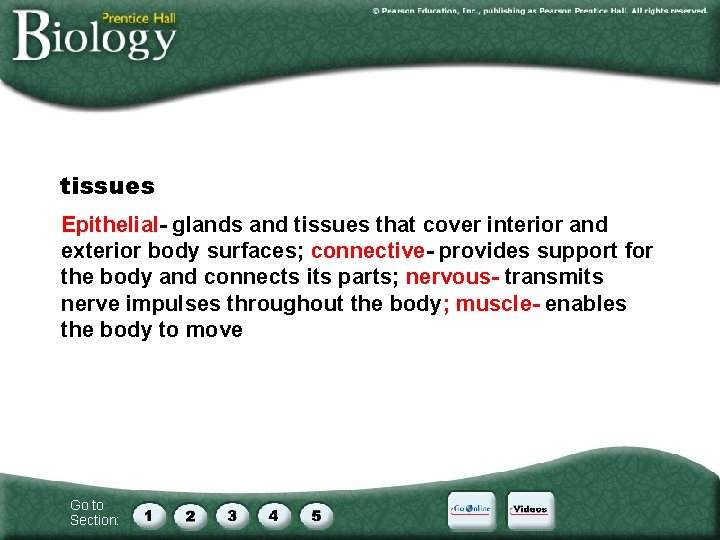 tissues Epithelial- glands and tissues that cover interior and exterior body surfaces; connective- provides