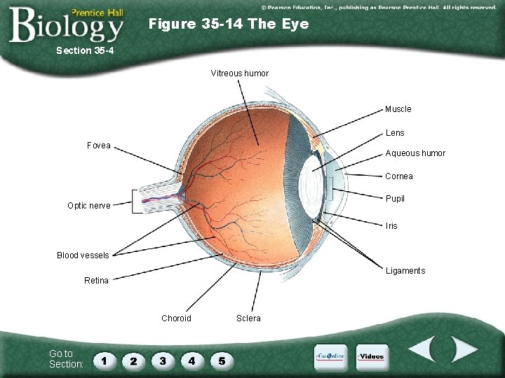 Figure 35 -14 The Eye Section 35 -4 Vitreous humor Muscle Lens Fovea Aqueous