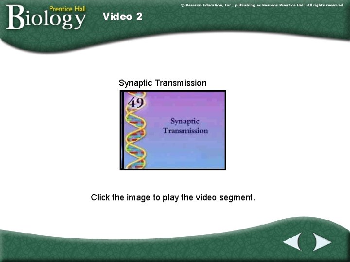 Video 2 Synaptic Transmission Click the image to play the video segment. 