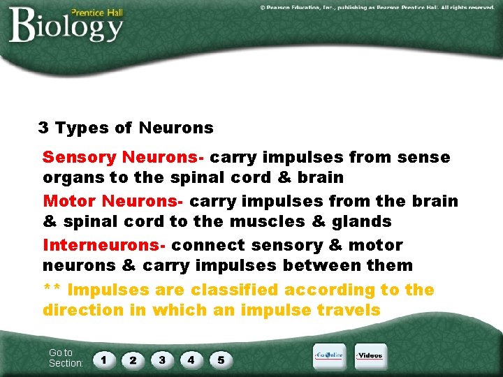 3 Types of Neurons Sensory Neurons- carry impulses from sense organs to the spinal