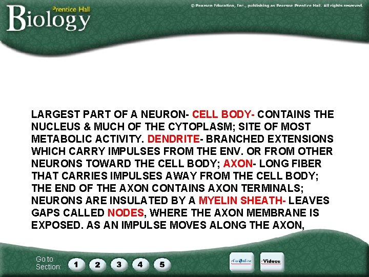 LARGEST PART OF A NEURON- CELL BODY- CONTAINS THE NUCLEUS & MUCH OF THE