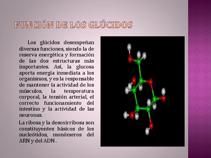 Los glúcidos desempeñan diversas funciones, siendo la de reserva energética y formación de las