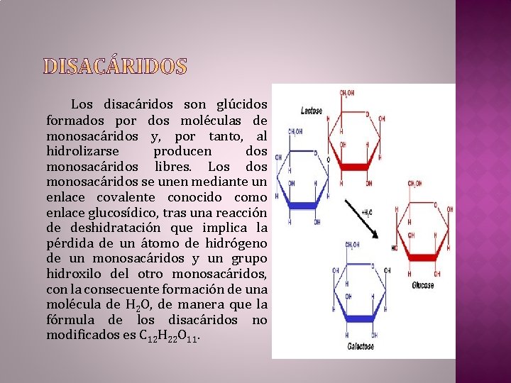 Los disacáridos son glúcidos formados por dos moléculas de monosacáridos y, por tanto, al