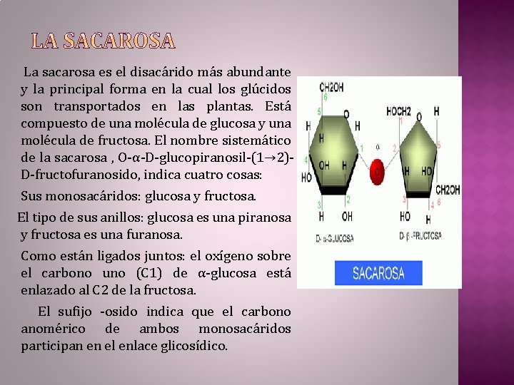 La sacarosa es el disacárido más abundante y la principal forma en la cual