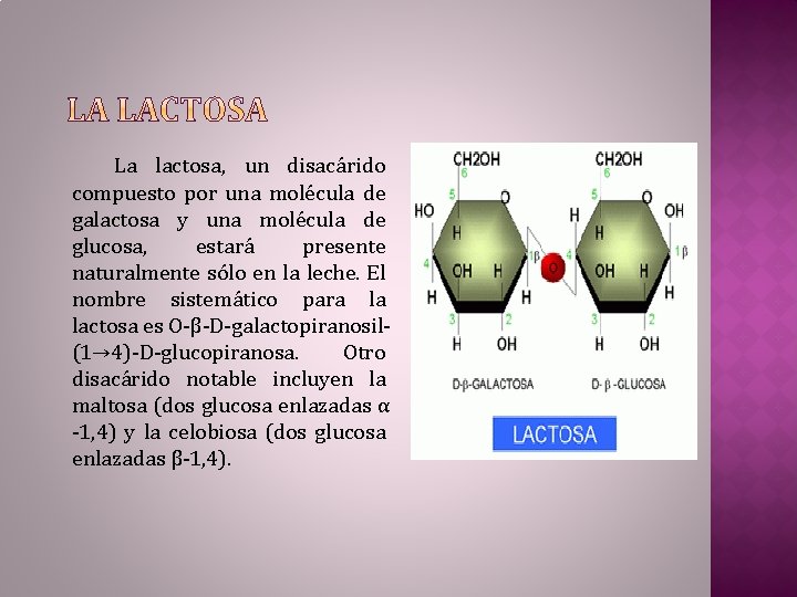 La lactosa, un disacárido compuesto por una molécula de galactosa y una molécula de