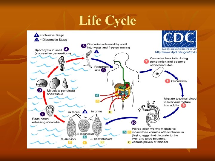 Life Cycle 