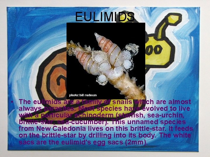 EULIMIDS • The eulimids are a family of snails which are almost always parasites.