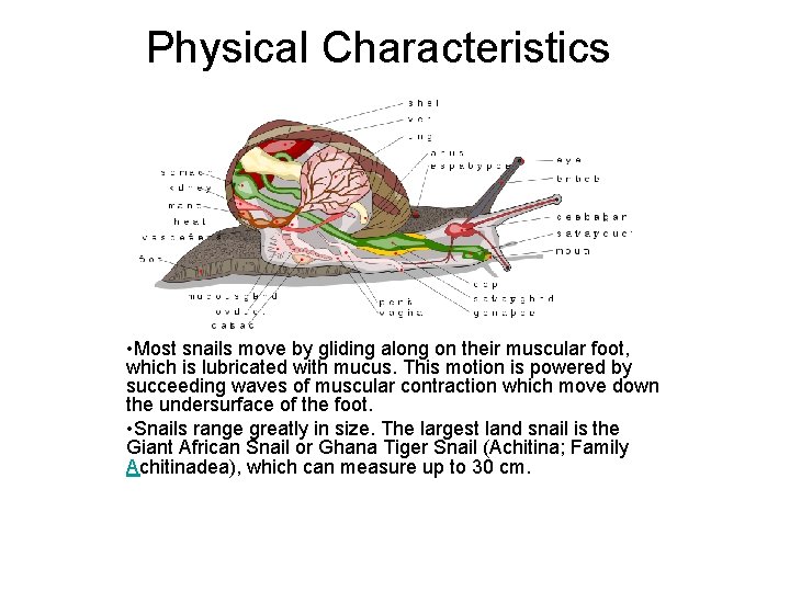 Physical Characteristics • Most snails move by gliding along on their muscular foot, which