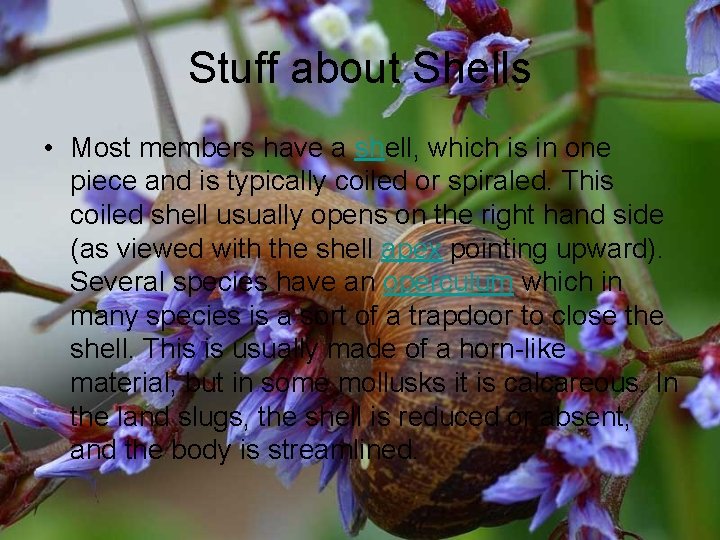 Stuff about Shells • Most members have a shell, which is in one piece