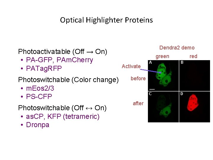 Optical Highlighter Proteins Photoactivatable (Off → On) • PA-GFP, PAm. Cherry • PATag. RFP