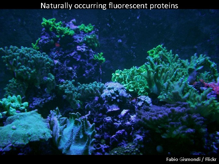Naturally occurring fluorescent proteins Fabio Gismondi / Flickr 