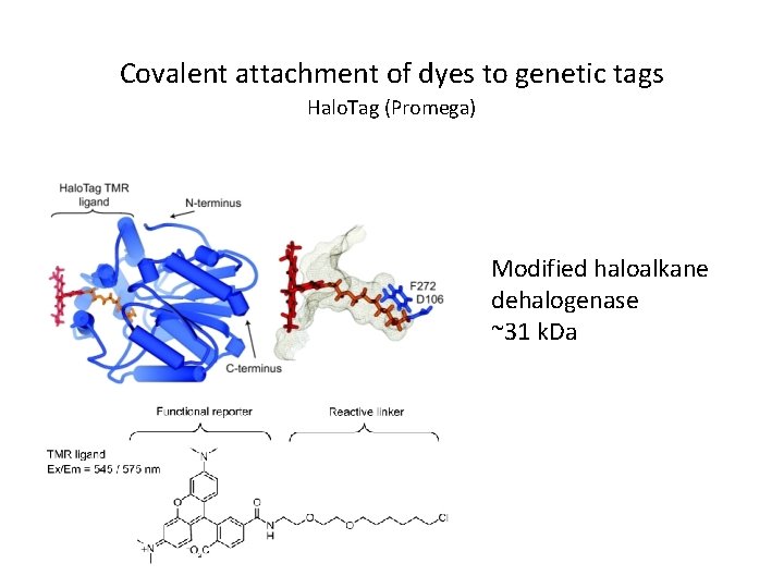 Covalent attachment of dyes to genetic tags Halo. Tag (Promega) Modified haloalkane dehalogenase ~31