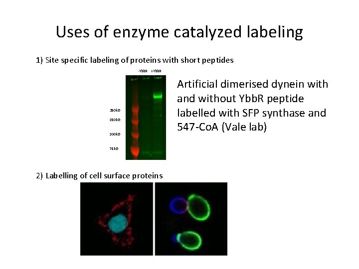 Uses of enzyme catalyzed labeling 1) Site specific labeling of proteins with short peptides