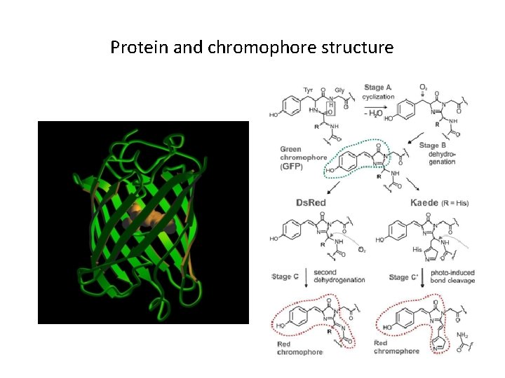 Protein and chromophore structure 