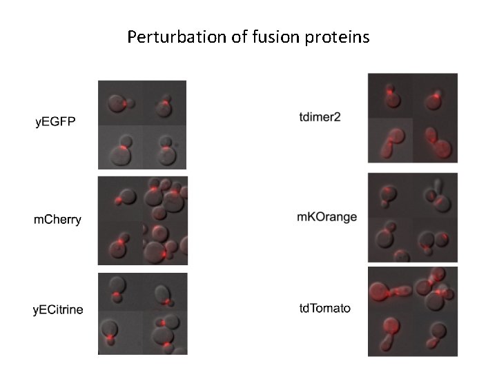 Perturbation of fusion proteins 