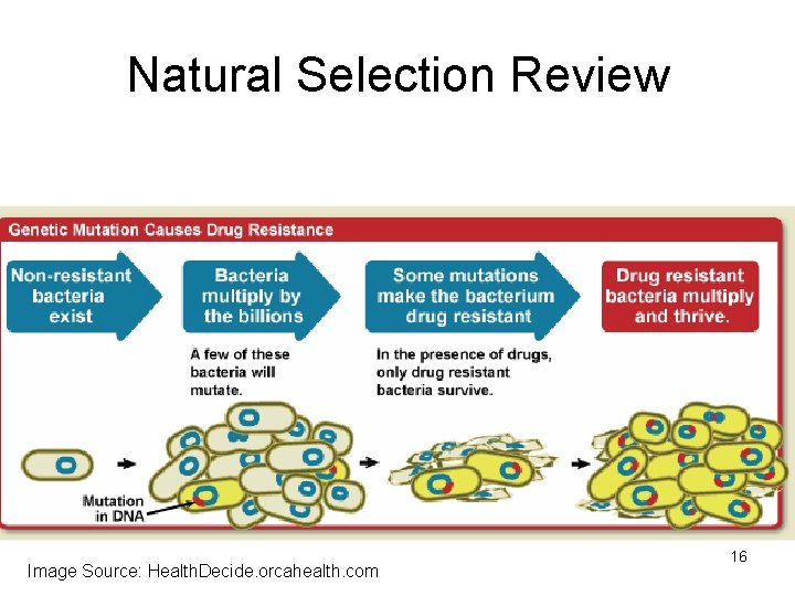 Natural Selection Review Image Source: Health. Decide. orcahealth. com 16 