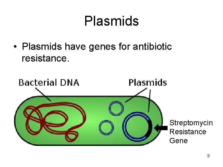 Plasmids • Plasmids have genes for antibiotic resistance. Streptomycin Resistance Gene 9 