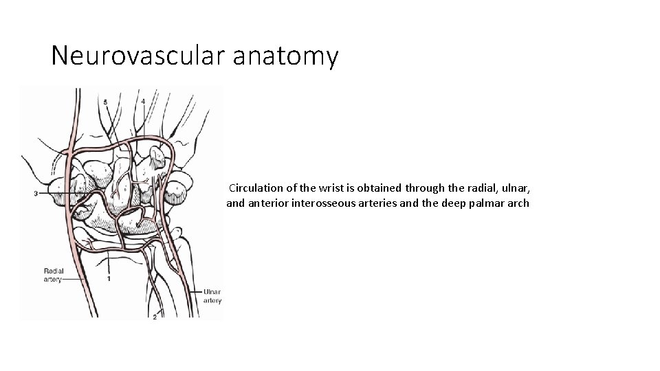 Neurovascular anatomy Circulation of the wrist is obtained through the radial, ulnar, and anterior