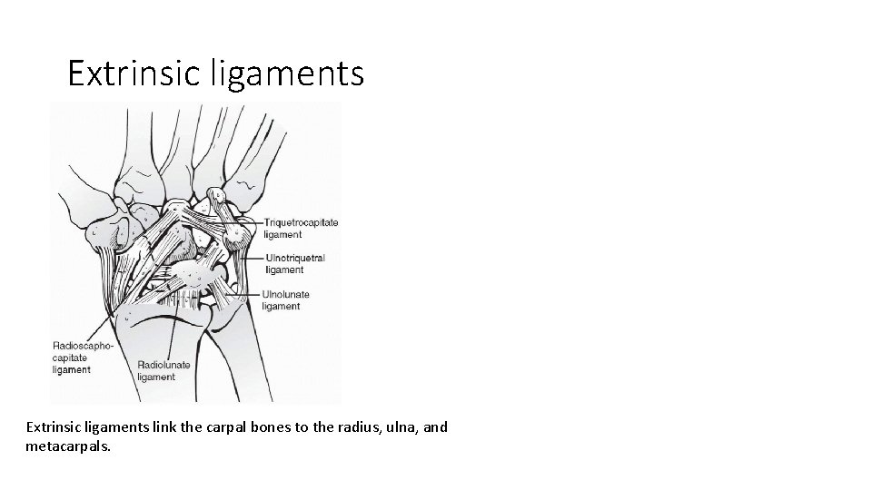 Extrinsic ligaments link the carpal bones to the radius, ulna, and metacarpals. 