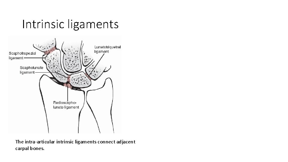 Intrinsic ligaments The intra-articular intrinsic ligaments connect adjacent carpal bones. 